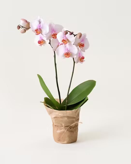 Orgide Ljusrosa orkidé – köp online med leverans | Axxent Blommor